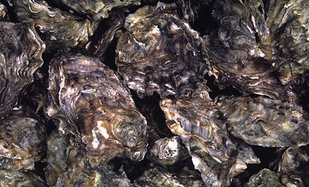 COEPRIS CIERRA PRECAUTORIAMENTE LA EXTRACCIÓN DE MOLUSCOS BIVALVOS EN ESTEROS EL CARDÓN Y COYOTE