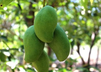 DESTACADA PARTICIPACIÓN DE JÓVENES EN JORNADA “MI EMPLEO DE VERANO”