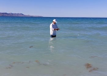 ANÁLISIS DE LABORATORIO CONFIRMAN QUE PLAYAS DE LA PAZ ESTÁN EN CONDICIONES SANITARIAS ÓPTIMAS