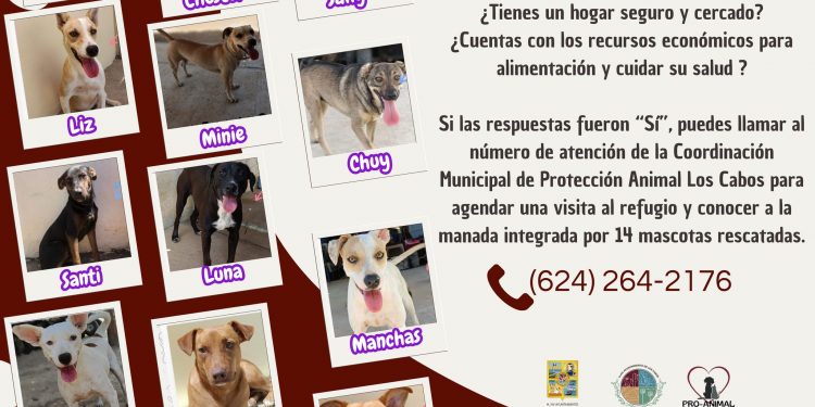 PROMUEVE GOBIERNO DE LOS CABOS LA ADOPCION RESPONSABLE DE MASCOTAS RESCATADAS