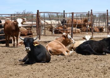 INVITA FONMAR A PARTICIPAR EN TORNEO “PESCANDO RESIDUOS”