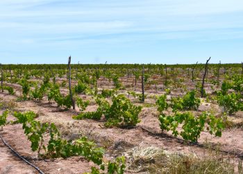 BCS DESTACA EN PRODUCCIÓN DE CULTIVOS DE CALIDAD