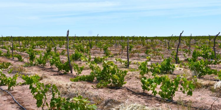 BCS DESTACA EN PRODUCCIÓN DE CULTIVOS DE CALIDAD