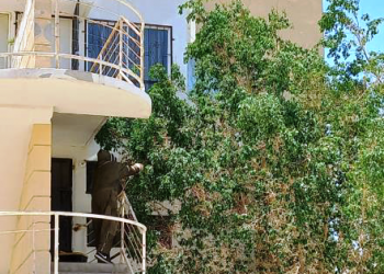 COORDINACIÓN MUNICIPAL DE PROTECCIÓN ANIMAL REALIZÓ EL TRASLADO DE ENJAMBRES DE ABEJAS EN CSL