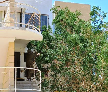 COORDINACIÓN MUNICIPAL DE PROTECCIÓN ANIMAL REALIZÓ EL TRASLADO DE ENJAMBRES DE ABEJAS EN CSL