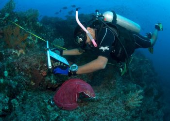 DESDE HACE 26 AÑOS LA UABCS COLABORA EN PROGRAMA DE MONITOREO DE ARRECIFES