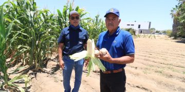 UABCS IMPLEMENTA INNOVADOR PROYECTO DE AGRICULTURA ORGÁNICA EN SU CAMPO AGRÍCOLA