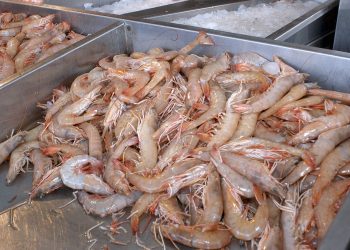 EMITE IMSS BAJA CALIFORNIA SUR RECOMENDACIONES PARA LA CONSERVACIÓN DE PESCADOS Y MARISCOS