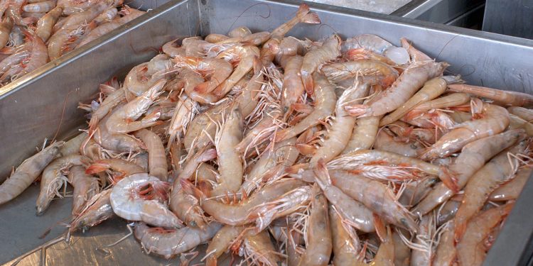 EMITE IMSS BAJA CALIFORNIA SUR RECOMENDACIONES PARA LA CONSERVACIÓN DE PESCADOS Y MARISCOS