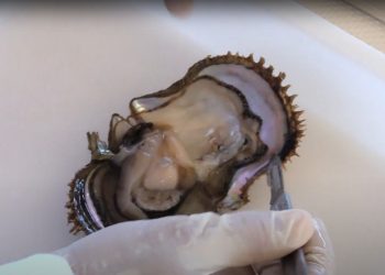 IMPORTANCIA CULTURAL,SOCIAL Y ECONÓMICA DE CONCHA NÁCAR Y MADRE PERLA EN LA CIUDAD DE LA PAZ BCS