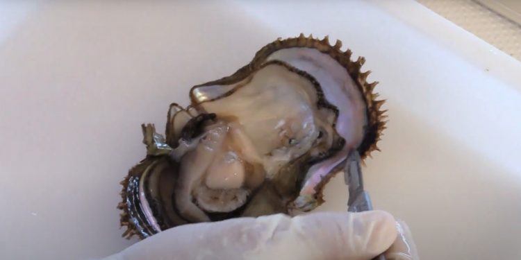 IMPORTANCIA CULTURAL,SOCIAL Y ECONÓMICA DE CONCHA NÁCAR Y MADRE PERLA EN LA CIUDAD DE LA PAZ BCS