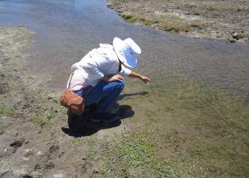 UABCS ESTUDIA LA INTRUSIÓN SALINA EN ACUÍFEROS