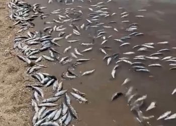 INICIA FGR CARPETA DE INVESTIGACIÓN POR POSIBLE DELITO AMBIENTAL DERIVADO DE VARAMIENTO MASIVO DE PECES EN BCS