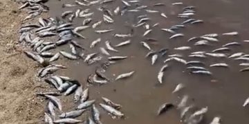 INICIA FGR CARPETA DE INVESTIGACIÓN POR POSIBLE DELITO AMBIENTAL DERIVADO DE VARAMIENTO MASIVO DE PECES EN BCS
