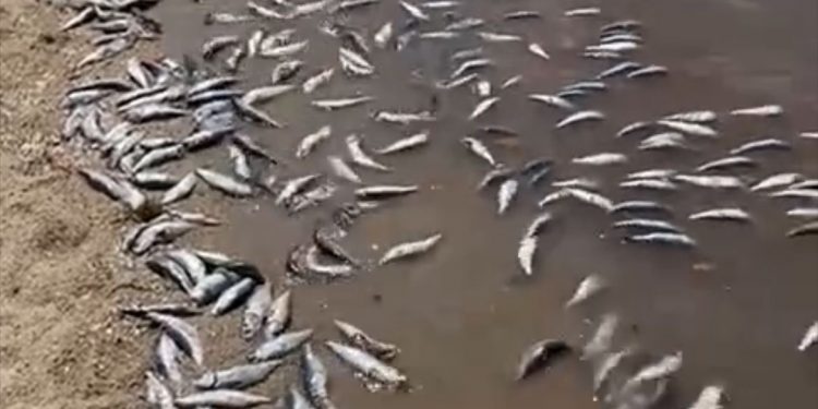 INICIA FGR CARPETA DE INVESTIGACIÓN POR POSIBLE DELITO AMBIENTAL DERIVADO DE VARAMIENTO MASIVO DE PECES EN BCS