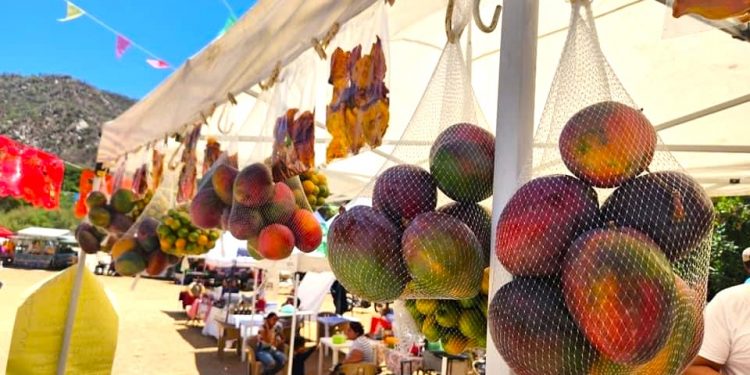 PRODUCEN EN BCS MÁS DE 10 MIL TONELADAS DE MANGO