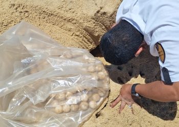 SE REGISTRÓ LA PRIMERA ANIDACIÓN MASIVA DE TORTUGA GOLFINA DE LA TEMPORADA 2024-2025