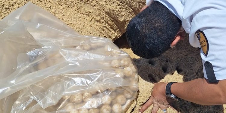 SE REGISTRÓ LA PRIMERA ANIDACIÓN MASIVA DE TORTUGA GOLFINA DE LA TEMPORADA 2024-2025