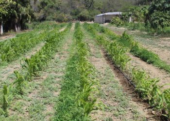 INICIÓ SALUD ESTATAL OPERATIVO PARA FORTALECER LA PREVENCIÓN DE DENGUE EN LORETO