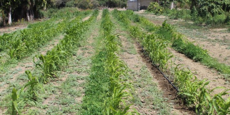 INICIÓ SALUD ESTATAL OPERATIVO PARA FORTALECER LA PREVENCIÓN DE DENGUE EN LORETO