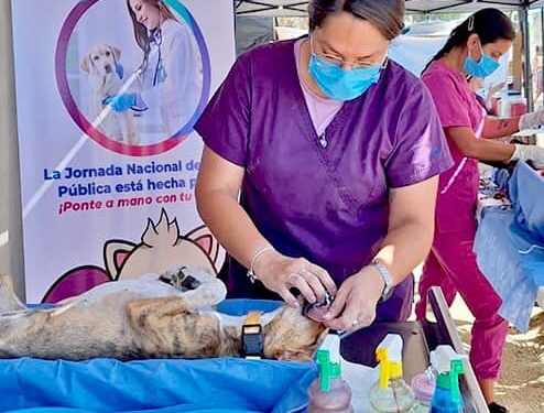ACERCAN ESTERILIZACIONES CANINAS Y FELINAS A COLONIAS POPULARES MEDIANTE LA ESTRATEGIA “ÉCHALE MONTÓN”
