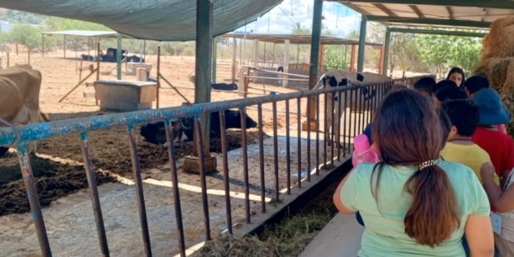 UABCS LLEVA A CABO VISITA PARA NIÑOS Y NIÑAS EN SU POSTA ZOOTECNICA