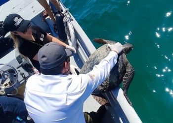 FGR INICIA CARPETA DE INVESTIGACIÓN EN CONTRA DE DOS PERSONAS POR DELITO CONTRA LA BIODIVERSIDAD