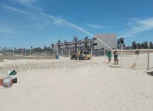 FORTALECE GOBIERNO DE LOS CABOS LOS TRABAJOS DE RIEGO DE CORRALES DE INCUBACIÓN DE TORTUGAS