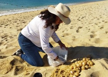 GOBIERNO DE LOS CABOS Y HOTELEROS DE LA ZONA TURÍSTICA DE EL MÉDANO EN CSL SE SUMARON EN LA RECUPERACIÓN DE 200 NIDOS DE TORTUGAS MARINAS
