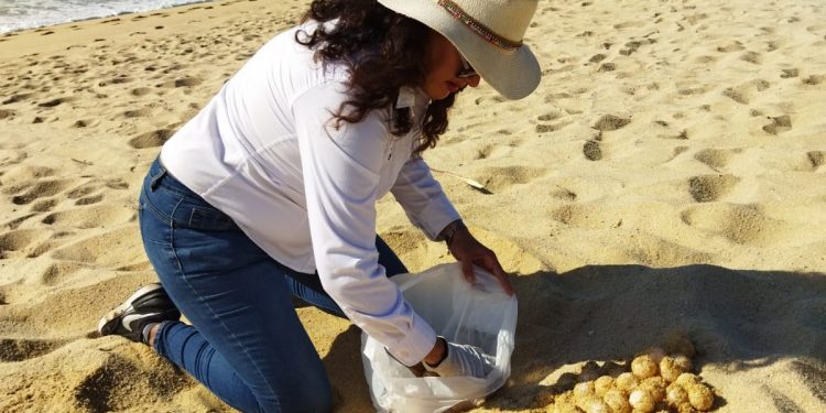 GOBIERNO DE LOS CABOS Y HOTELEROS DE LA ZONA TURÍSTICA DE EL MÉDANO EN CSL SE SUMARON EN LA RECUPERACIÓN DE 200 NIDOS DE TORTUGAS MARINAS
