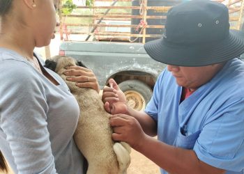DIRECCION MUNICIPAL DE SALUD APLICO 100 VACUNAS ANTIRRABICAS A MASCOTAS DOMESTICAS DE ZONAS RURALES EN CSL