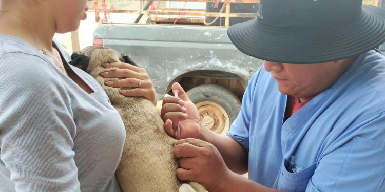 DIRECCION MUNICIPAL DE SALUD APLICO 100 VACUNAS ANTIRRABICAS A MASCOTAS DOMESTICAS DE ZONAS RURALES EN CSL