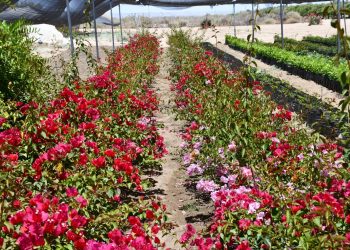 INICIA EN BCS LA ENCUESTA NACIONAL DE SALUD Y NUTRICIÓN CONTINUA 2024