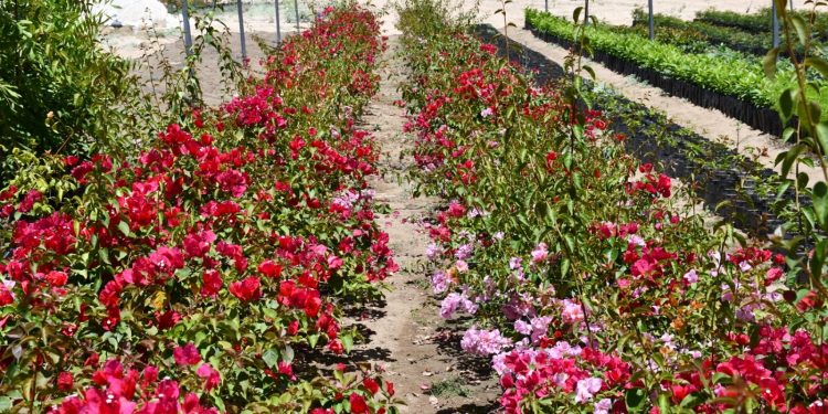 INICIA EN BCS LA ENCUESTA NACIONAL DE SALUD Y NUTRICIÓN CONTINUA 2024