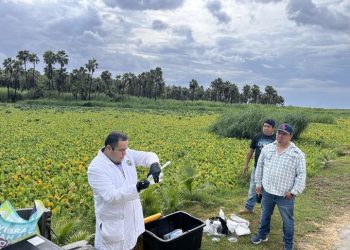 GARANTIZA  GOBIERNO DE LOS CABOS EL MONITOREO DE LA CALIDAD DEL AGUA EN EL ESTERO JOSEFINO.