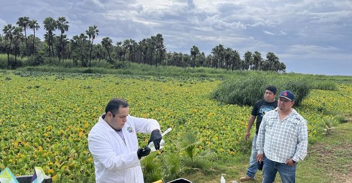 GARANTIZA  GOBIERNO DE LOS CABOS EL MONITOREO DE LA CALIDAD DEL AGUA EN EL ESTERO JOSEFINO.