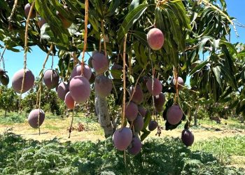 BCS Y GUANAJUATO INTERCAMBIAN BUENAS PRÁCTICAS EN MATERIA DE JUSTICIA PENAL