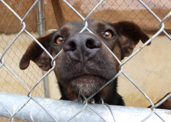 GOBIERNO MUNICIPAL INVITA A LOS VISITANTES DE PLAYAS EVITAR REALIZAR NECESIDADES FISIOLÓGICAS EN EL MAR
