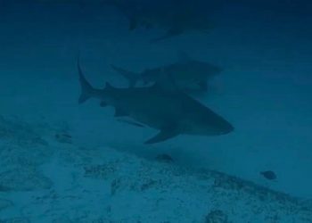 DETECTAN GUARDAVIDAS DE ZOFEMAT POSIBLE PRESENCIA DE TIBURÓN TORO EN LA PLAYA COSTA AZUL