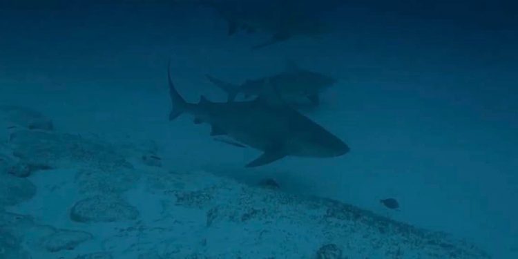 DETECTAN GUARDAVIDAS DE ZOFEMAT POSIBLE PRESENCIA DE TIBURÓN TORO EN LA PLAYA COSTA AZUL