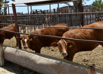 INVITAN AL CONCIERTO DE ANIVERSARIO DE LA SALA DE CONCIERTOS MAESTRO “LUIS PELÁEZ GARCÍA”