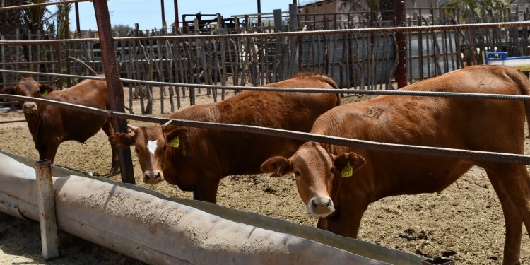 INVITAN AL CONCIERTO DE ANIVERSARIO DE LA SALA DE CONCIERTOS MAESTRO “LUIS PELÁEZ GARCÍA”