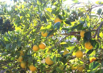 REALIZA ICATEBCS SEGUNDA REUNIÓN REGIONAL NOROESTE DE LOS ICAT 2024