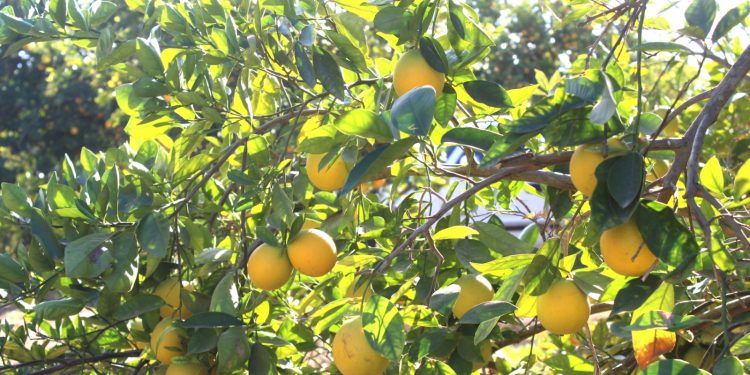 REALIZA ICATEBCS SEGUNDA REUNIÓN REGIONAL NOROESTE DE LOS ICAT 2024