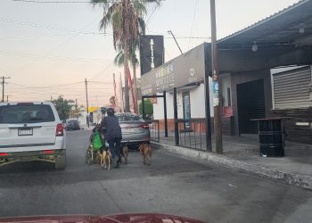 LA PROLIFERACIÓN DE PERROS CALLEJEROS UN PROBLEMA SOCIAL Y DE SALUD QUE SE AGRAVA EN NUESTRA CIUDAD
