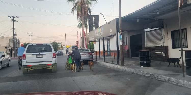 LA PROLIFERACIÓN DE PERROS CALLEJEROS UN PROBLEMA SOCIAL Y DE SALUD QUE SE AGRAVA EN NUESTRA CIUDAD