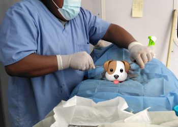 95 MASCOTAS FUERON ESTERILIZADAS EN CAMPAÑA PARA REDUCIR SOBREPOBLACIÓN CALLEJERA EN LOS CABOS