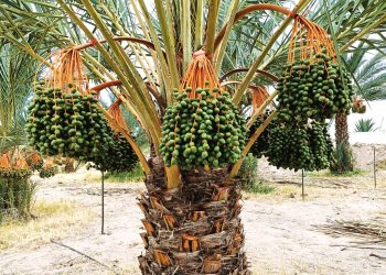 IMPARTE SEDIF 4° DIPLOMADO “DEMOCRACIA FAMILIAR Y COMUNITARIA”