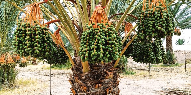 IMPARTE SEDIF 4° DIPLOMADO “DEMOCRACIA FAMILIAR Y COMUNITARIA”