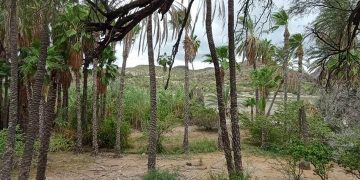SESIONA EN BCS, MECANISMO ESTATAL DE COORDINACIÓN EN MATERIA DE BÚSQUEDA